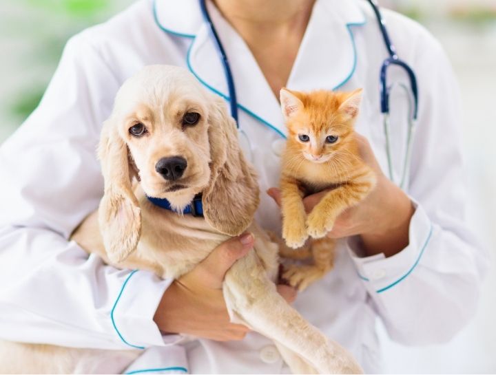 Puppy & Kitten Care 