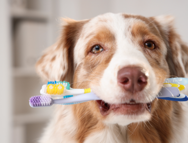 $City Pet Dentists
