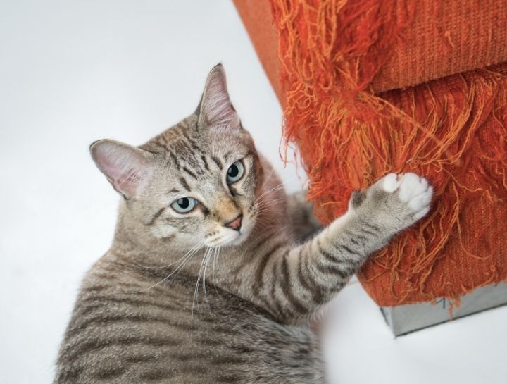 $city Pet Behaviorist