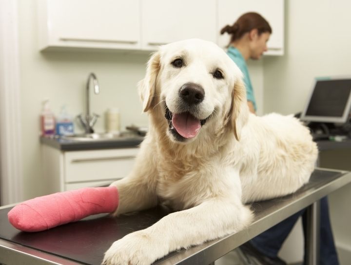 Veterinary Urgent Care