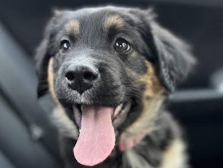 $city Vet Exams