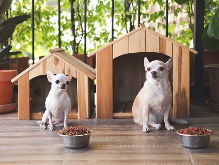 Pet Hotel FAQs